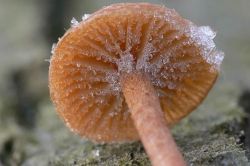 Як заморозити гриби