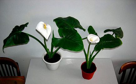 Calla virág egy bankot otthoni gondozást (Calla) Calla edényben virág otthonban