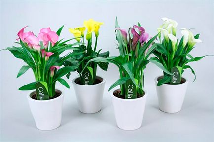 Calla virág egy bankot gondozási otthon (a pot) Calla edényben virág otthonban