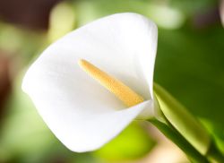 Calla (calla) fotografie, plantare și îngrijire pe teren deschis, soiuri și specii, cultivare,