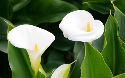 Calla (calla) fotografie, plantare și îngrijire pe teren deschis, soiuri și specii, cultivare,