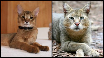 Очеретяний кіт (чаузі) фото, відео, опис породи і характеру