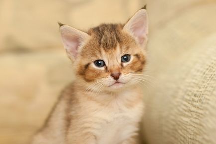 Reed pisică (chauzy) fotografie, video, descrierea rasei și caracterului