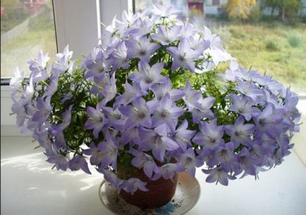 Campanula - floare de interior mireasă și mire