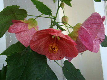 Abutilon, szoba juhar, kínai Lámpás - Abutilon