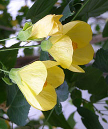 Abutilon, szoba juhar, kínai Lámpás - Abutilon