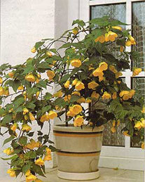 Abutilon, szoba juhar, kínai Lámpás - Abutilon