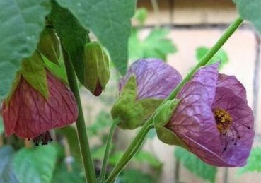 Abutilon, szoba juhar, kínai Lámpás - Abutilon