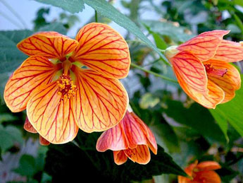 Abutilon, szoba juhar, kínai Lámpás - Abutilon