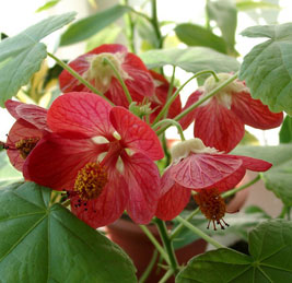 Abutilon, стая Maple, китайски фенер - Abutilon