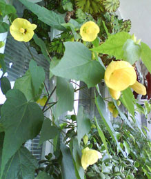 Abutilon, szoba juhar, kínai Lámpás - Abutilon