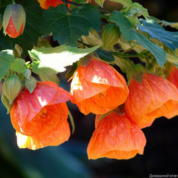 Abutilon, szoba juhar, kínai Lámpás - Abutilon