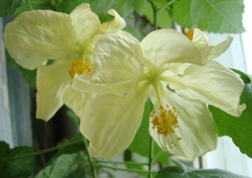 Abutilon, szoba juhar, kínai Lámpás - Abutilon