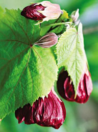 Abutilon, szoba juhar, kínai Lámpás - Abutilon