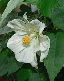 Abutilon, szoba juhar, kínai Lámpás - Abutilon