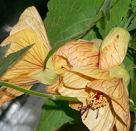 Abutilon, стая Maple, китайски фенер - Abutilon