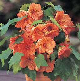 Abutilon, szoba juhar, kínai Lámpás - Abutilon