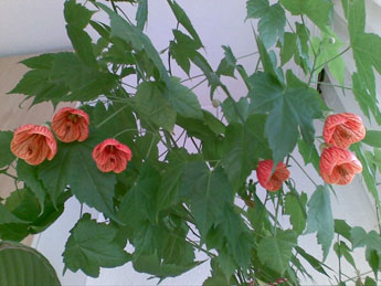 Abutilon, szoba juhar, kínai Lámpás - Abutilon