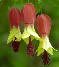 Abutilon, szoba juhar, kínai Lámpás - Abutilon