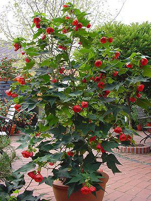 Abutilon, szoba juhar, kínai Lámpás - Abutilon