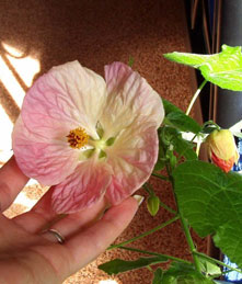 Abutilon, szoba juhar, kínai Lámpás - Abutilon