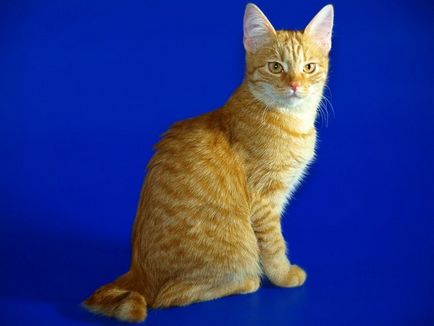 Karjalai Bobtail macska fajta korotkoshestny, fotók (rock) Karjalai Bobtail macska fajta korotkoshestny, fotók