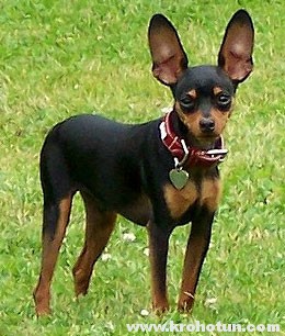 Pinscher pitic (zwergpinscher) descrierea completă a rasei