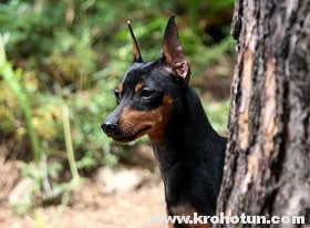 Pinscher pitic (zwergpinscher) descrierea completă a rasei