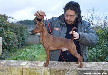 Pinscher pitic (zwergpinscher) descrierea completă a rasei