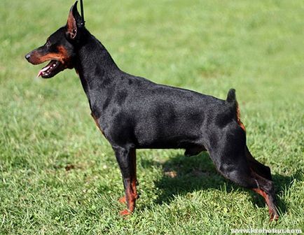 Pinscher pitic (zwergpinscher) descrierea completă a rasei