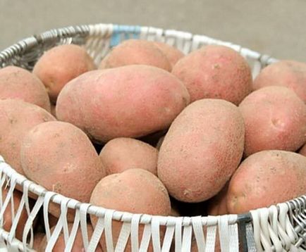 Descrierea soiurilor de cartofi de la Alvar, caracteristicile, demnitățile, datele de plantare, recenzii