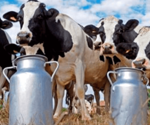 De ce visezi despre sân, vacă, capră sau chiar lapte de cămilă