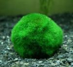 Kladofora gömb alakú, akvárium világ