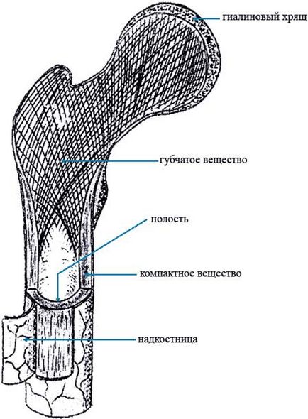 Clasificarea oaselor, caracteristicile structurii lor