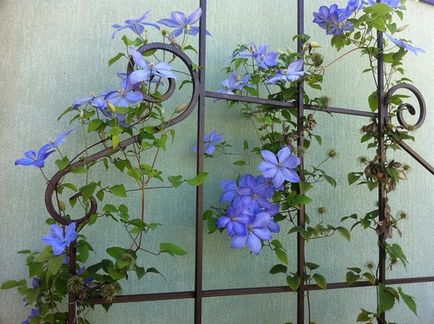 Clematis - 2015 - Blooming Cottage