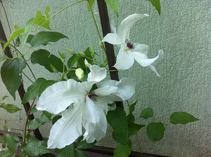 Clematis - 2015 - Blooming Cottage