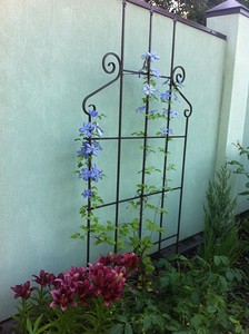 Clematis - 2015 - Blooming Cottage