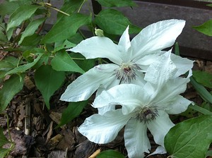 Clematis - 2015 - Blooming Cottage