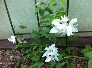 Clematis - 2015 - Blooming Cottage