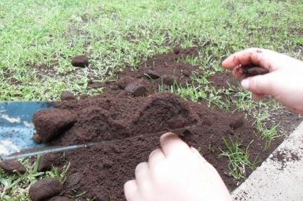 Cafea ca un îngrășământ pentru plante