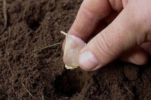 Când să plantezi usturoi pe plante magice urala