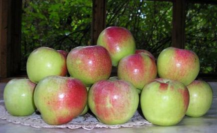Коли садити яблуні восени в Підмосков'ї сорти з описом і фото
