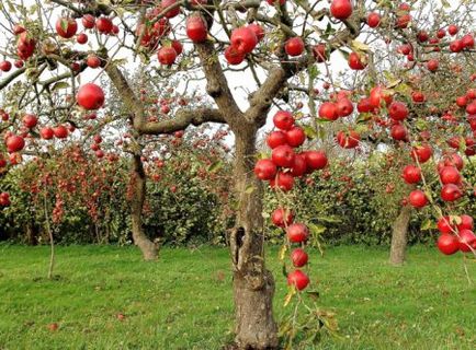 Коли садити яблуні восени в Підмосков'ї сорти з описом і фото