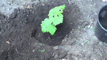 Amikor a telepítés dugványok szőlőpalanták télen