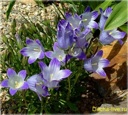 Campanula specii și varietăți, plantare, creștere, fotografie