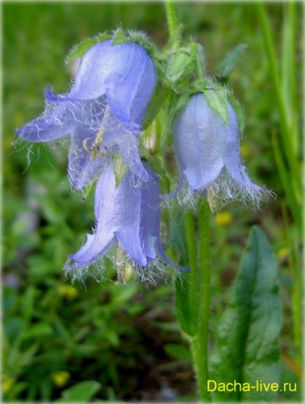 Campanula specii și varietăți, plantare, creștere, fotografie