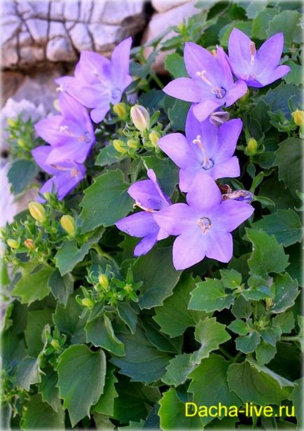 Campanula specii și varietăți, plantare, creștere, fotografie