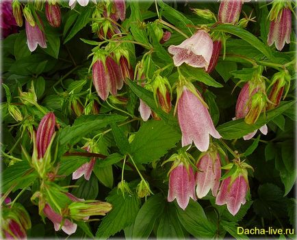 Campanula specii și varietăți, plantare, creștere, fotografie