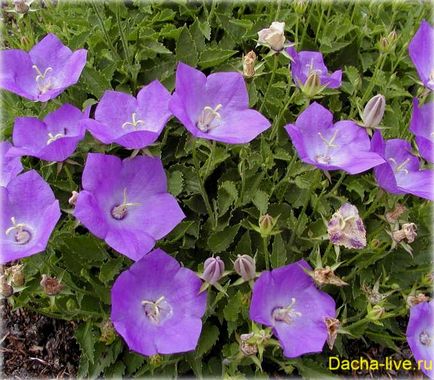 Campanula specii și varietăți, plantare, creștere, fotografie