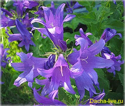 Campanula specii și varietăți, plantare, creștere, fotografie